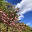画像2: 山奥に咲く八重桜 (2)